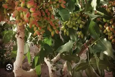 فروش باغ پسته در روستای چاهگیر ابرکوه استان یزد
