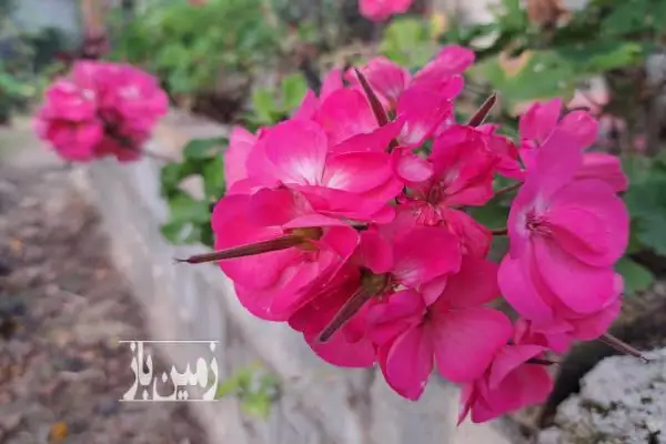 باغ زیبا با ویوی ابدی در منطقه گردشگری لالیم - تصویر 3