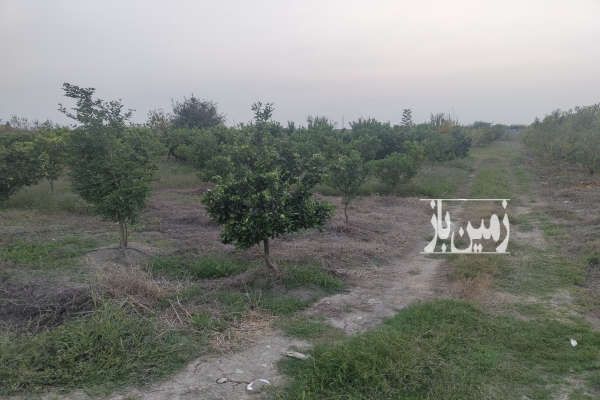 باغ پیچ ۵ ساله ۱۰۰۰ متری جاده گهرباران روستای زید-1