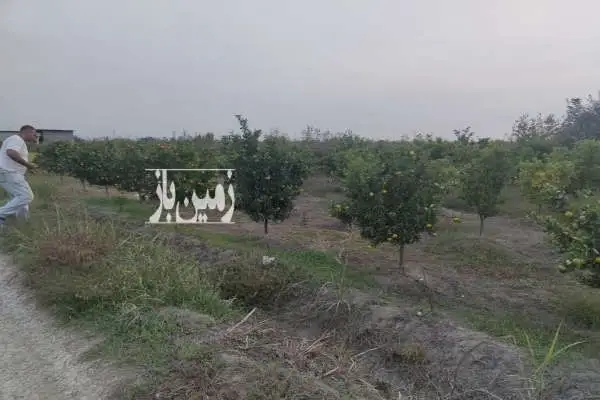 باغ پیچ ۵ ساله ۱۰۰۰ متری جاده گهرباران روستای زید - تصویر 3