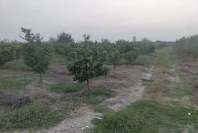 باغ پیچ ۵ ساله ۱۰۰۰ متری جاده گهرباران روستای زید