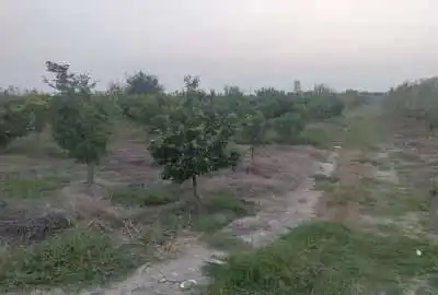 باغ پیچ ۵ ساله ۱۰۰۰ متری جاده گهرباران روستای زید