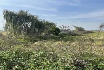 زمین باغی ۵ کیلومتری دریا محموداباد روستای گلیرد