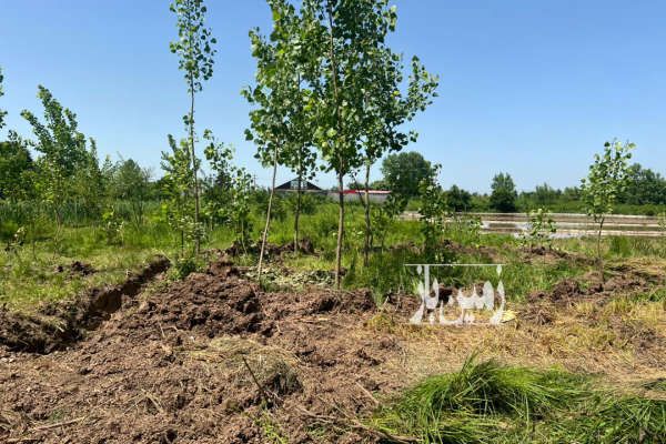 زمین ۲۲۰ متری داخل طرح هادی در بیجاربنه-1
