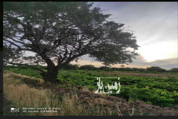 باغ انگور ۱۰۰۰ متری در جاده رشت روستای رامشان-4
