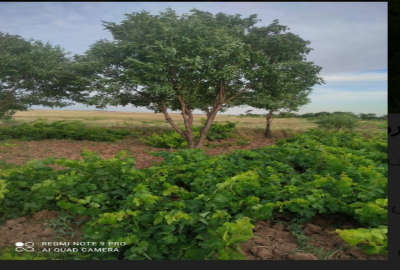 باغ انگور ۱۰۰۰ متری در جاده رشت روستای رامشان