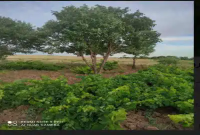 باغ انگور ۱۰۰۰ متری در جاده رشت روستای رامشان