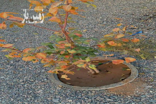 باغ ویلا در جوپار سرمایه گذاری ۲۷۵ متر-3