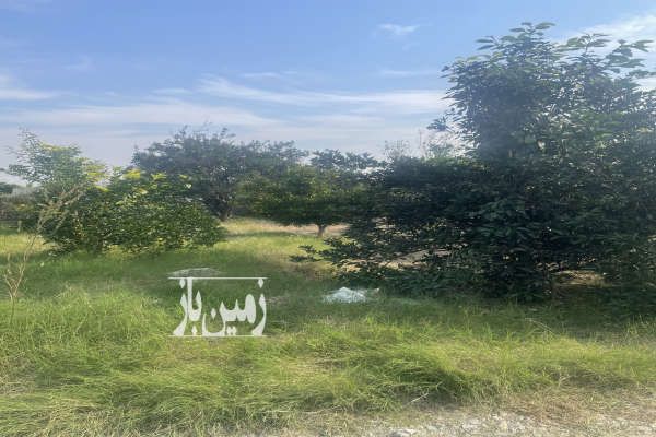 باغچه سند دار با درختان مثمر مرکبات در لوکیشن خوش منظره-1