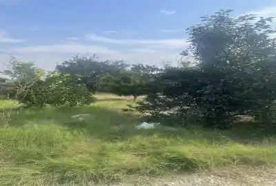 باغچه سند دار با درختان مثمر مرکبات در لوکیشن خوش منظره