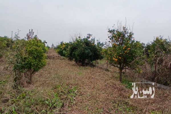 زمین باغی دارای درخت پرتغال روستای دیو دشت-1