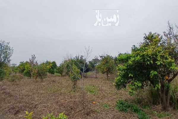 زمین باغی دارای درخت پرتغال روستای دیو دشت-2