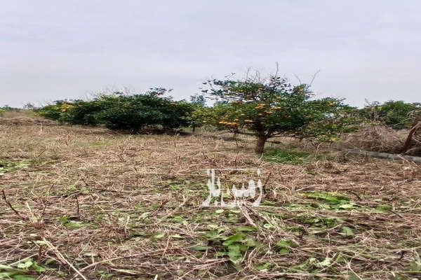 زمین باغی دارای درخت پرتغال روستای دیو دشت-3