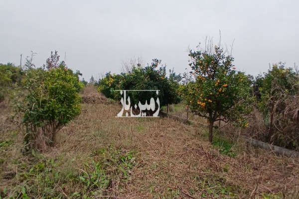 زمین باغی دارای درخت پرتغال روستای دیو دشت-4