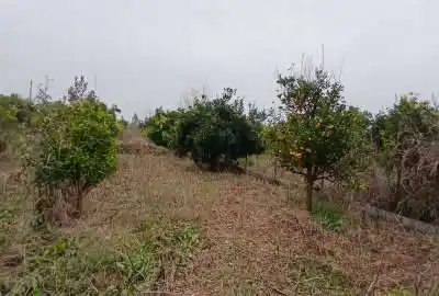 زمین باغی دارای درخت پرتغال روستای دیو دشت