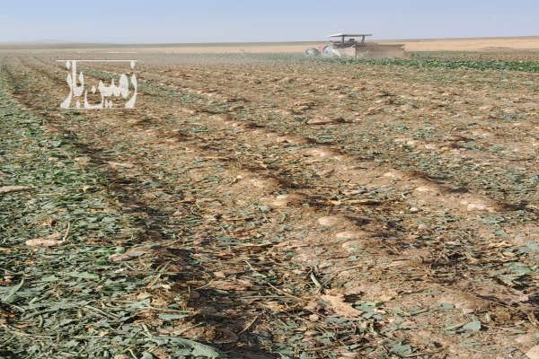 زمین کشاورزی آبی در روستای قر گل-1
