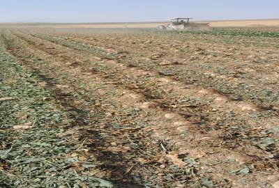 زمین کشاورزی آبی در روستای قر گل