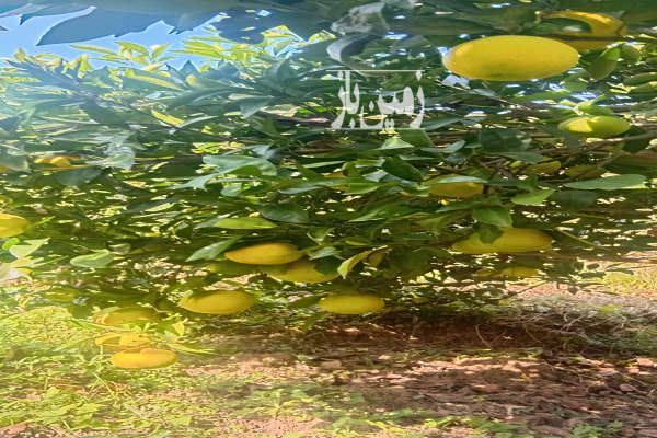 زمین باغ کشاورزی نهال پرتغال کلیجانروستاق روستای بالاکولا-1