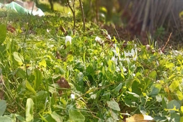 زمین باغ کشاورزی نهال پرتغال کلیجانروستاق روستای بالاکولا-2