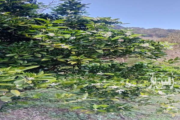 زمین باغ کشاورزی نهال پرتغال کلیجانروستاق روستای بالاکولا-3