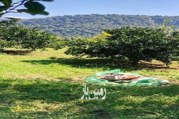 زمین باغ کشاورزی نهال پرتغال کلیجانروستاق روستای بالاکولا-4