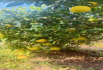زمین باغ کشاورزی نهال پرتغال کلیجانروستاق روستای بالاکولا