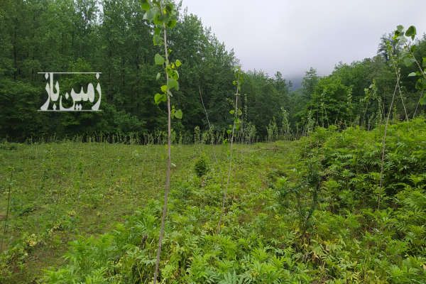 زمین رویایی در روستای چالکسراکی سیاهکل-4