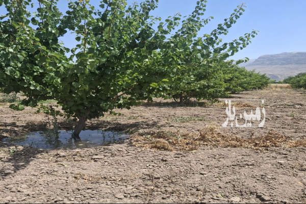 باغ شهری نقش رستم روستای حسین اباد-1
