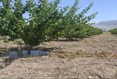 باغ شهری نقش رستم روستای حسین اباد