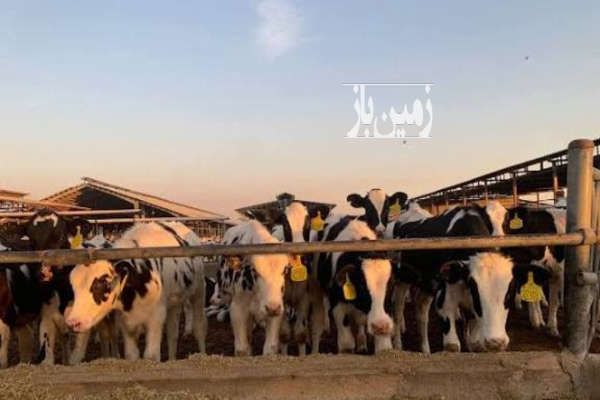فروش زمین و دامداری در ابتدای جاده یزدی-1