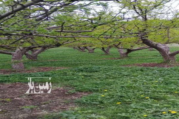 باغ سیب و گردو سند تک برگ نشلانده ۲۸۴۰ متر-1