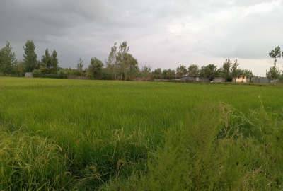 زمین کشاورزی جفت به بافت روستای علمدار ۱۰۰۰ متر