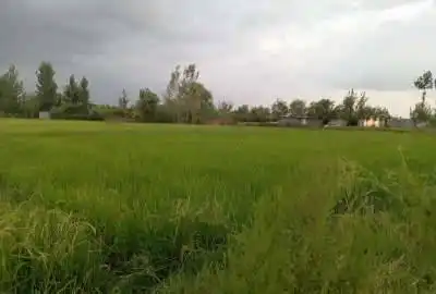 زمین کشاورزی جفت به بافت روستای علمدار ۱۰۰۰ متر