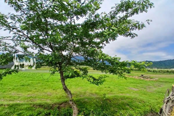 فروش زمین مسکونی گیلان چوبر بازار ویزنه ۶۰۰ متر-1