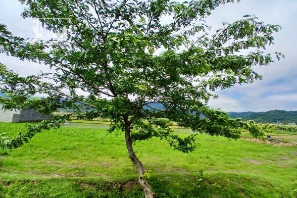 فروش زمین مسکونی گیلان چوبر بازار ویزنه ۶۰۰ متر-3