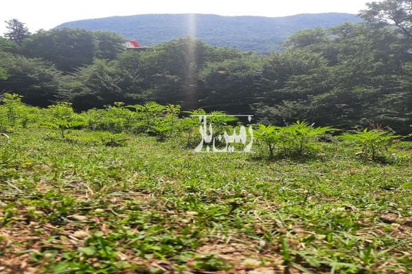 زمین در بافت روستا با دسترسی آب و برق و گاز با ویو ابدی ۲۱۴ متر-3