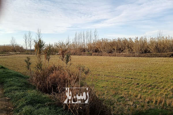 زمین کشاورزی به متراژ ۲۶۵۰ متر-2