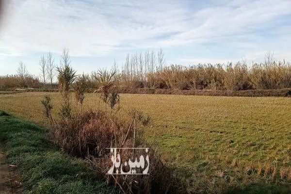 زمین کشاورزی به متراژ ۲۶۵۰ متر - تصویر 2