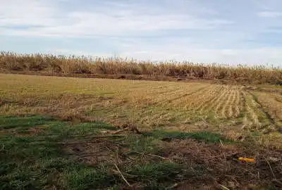 زمین کشاورزی به متراژ ۲۶۵۰ متر