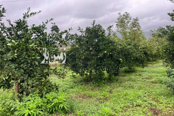 فروش باغ مرکبات در روستای منگل شیرگاه ۱۵۵۰ متر-4