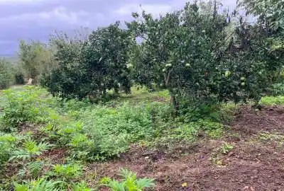 فروش باغ مرکبات در روستای منگل شیرگاه ۱۵۵۰ متر