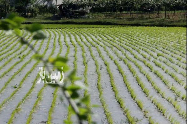زمین شالیزاری ۱۰۰۰ متر در ساری بلوار امام رضا آبندانسر-2