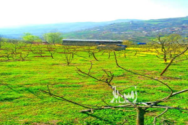 زمین کشاورزی ساری کیاسر پلگرماب روستای چورت ۶۰۰۰ متر-1