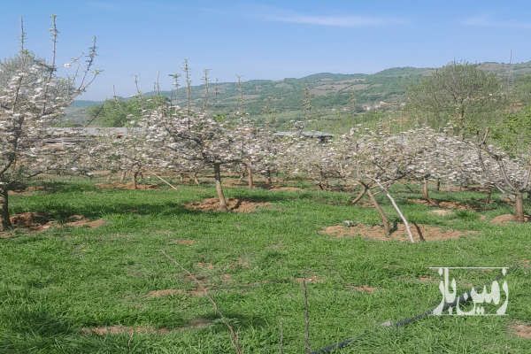 زمین کشاورزی ساری کیاسر پلگرماب روستای چورت ۶۰۰۰ متر-2