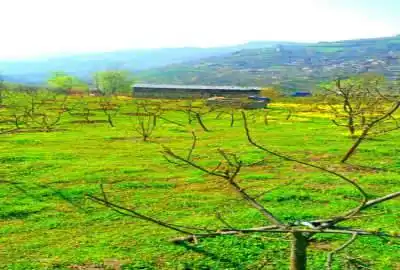 زمین کشاورزی ساری کیاسر پلگرماب روستای چورت ۶۰۰۰ متر