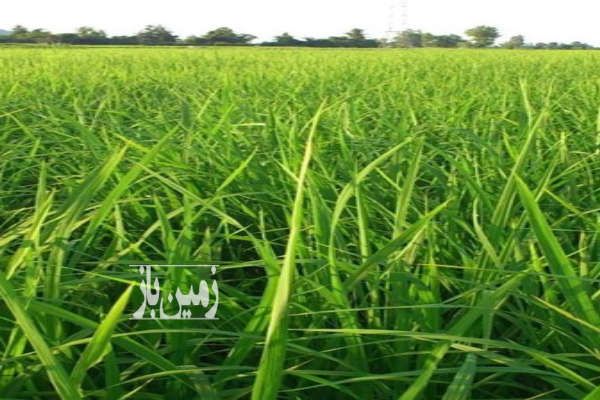 زمین شالیزاری با آب نزدیک خیابان اصلی روستای مرکیه ۱۰۰۰ متر-1