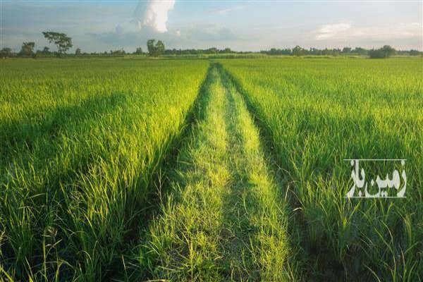 زمین شالیزاری با آب نزدیک خیابان اصلی روستای مرکیه ۱۰۰۰ متر-2