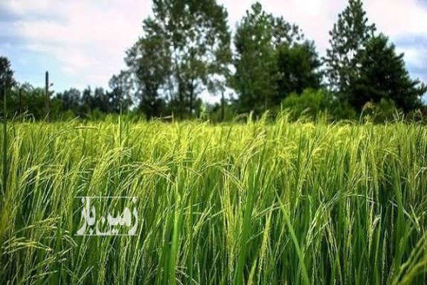 زمین شالیزاری با آب نزدیک خیابان اصلی روستای مرکیه ۱۰۰۰ متر-3