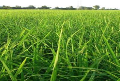 زمین شالیزاری با آب نزدیک خیابان اصلی روستای مرکیه ۱۰۰۰ متر