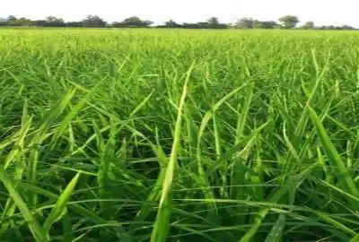 زمین شالیزاری با آب نزدیک خیابان اصلی روستای مرکیه ۱۰۰۰ متر